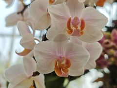 -上海鲜花港