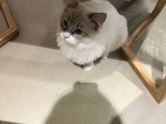 -藏猫猫咖啡主题馆(中央大道店)