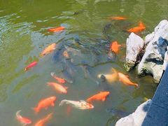 -豫园湖心亭茶楼