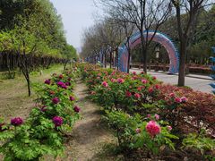 -洛阳市隋唐城遗址植物园