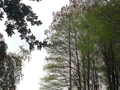 -金砂公园
