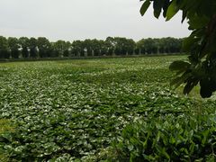 -荷塘月色湿地公园·向阳花洲