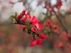 -武汉紫薇都市田园