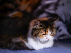 -豆老板的猫咖啡(碑林博物馆店)