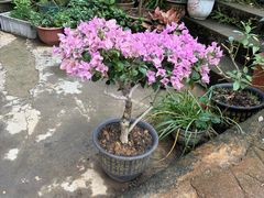 -南权皇烧鸡场