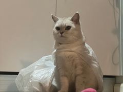 -伟伟宠物医院·CT影像中心·瑞派犬猫综合性门诊(汉口总院)