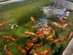 -伟记牛蹄(望牛墩店)