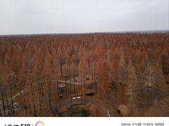 -黄海国家森林公园