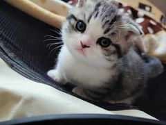 -小叮当动物医院·骨科·眼科