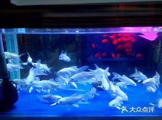 探店|太原-----海茗薇花鸟鱼市场