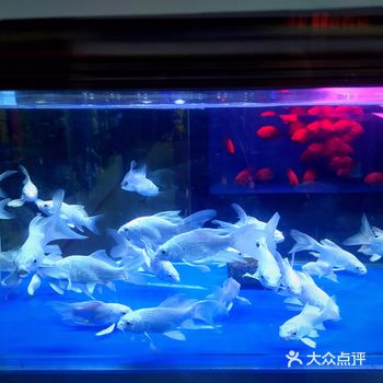 探店|太原-----海茗薇花鸟鱼市场