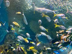 -上海海洋水族馆