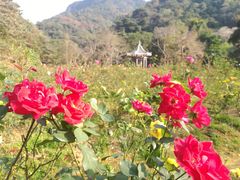 -广州市石门国家森林公园