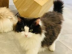 -楼上猫咖(罗湖店)