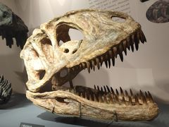 -自贡恐龙博物馆