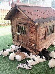 -萌宠亲子动物乐园(槐房万达店)