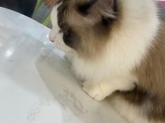 -糯米喵星人·撸猫猫舍咖啡馆(西市场嘉华店)