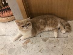 -飞行喵MR PILOT|猫舍·猫咖(静安大融城店)