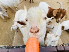 -石家庄市动物园