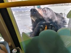 -栾川竹海野生动物园