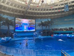 -海合安成都极地海洋公园