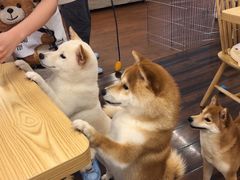 -豆柴町-柴犬主题狗咖(红鼎国际C座店)