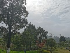 -铁山坪森林公园