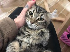 -李小姐の猫咖啡馆(五角场店)