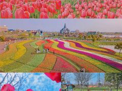-荷兰花海