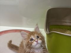 -青奢宠物·青奢猫舍