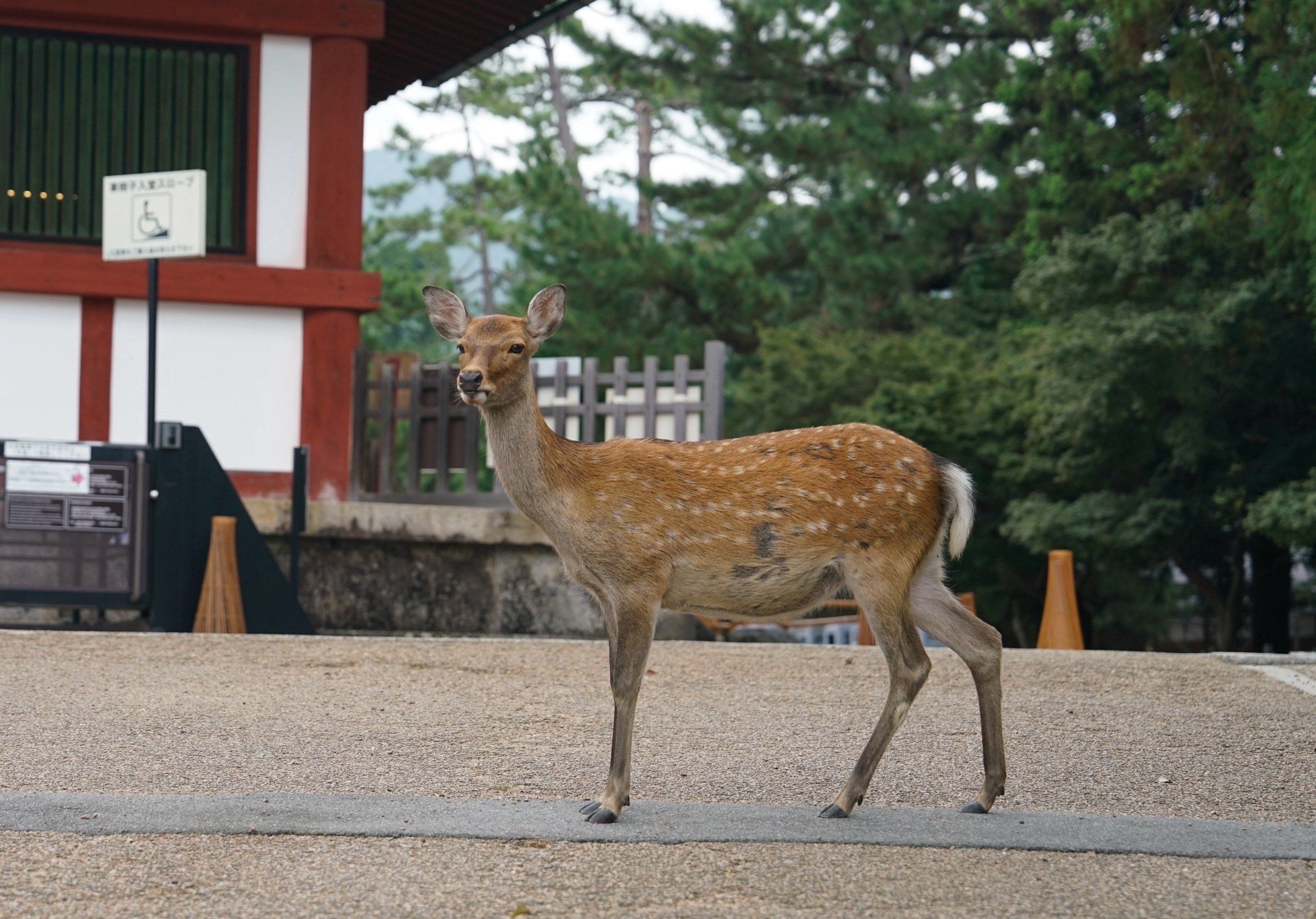 奈良小鹿巡礼小记78
