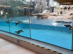 -帝企鹅自助餐厅•儿童岛•真企鹅(长隆企鹅酒店)