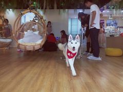 -Husky Go! 哈士奇体验馆·宠物咖啡厅狗咖