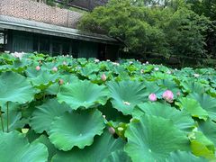 -陈家山荷花公园