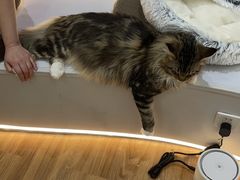 -COLOR PETS 撸猫馆·购猫·猫咖(长风大悦城店)