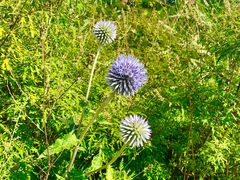 -白草畔自然风景区