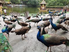 -西双版纳原始森林公园