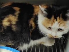 -中农大我爱我爱24h动物医院·中医针灸·猫专科·骨科医疗中心(双井店)