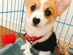 -翊宠yipet猫狗购宠庄园犬舍•猫舍