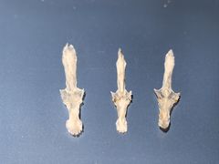 -老字号怡玺·藿香雅鱼(20年雅安店)