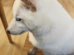 -柴の食堂·日式家庭料理·熊之肆(大学路店)