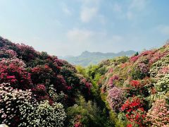 -贵州百里杜鹃风景名胜区
