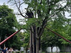 -上海佘山国家森林公园天马山园