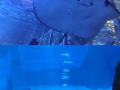 -太平洋海底世界