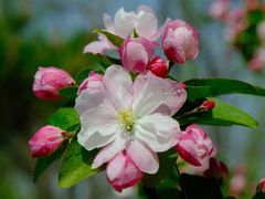 -海棠花溪(元大都城垣遗址公园)