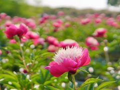 -扬州芍药园(仪征市)
