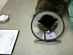 android_upload_pic-爱侣宠医·鹦鹉专科·小型哺乳类·异宠专科(灵石路店)