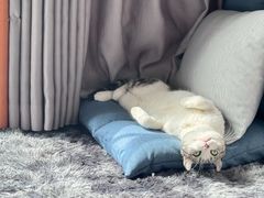 -小潘蛋糕坊 板桥和平店