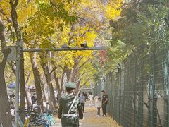 -三里屯东五街银杏大道