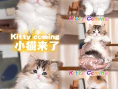 -小猫来了·猫舍(红山六九七九店)